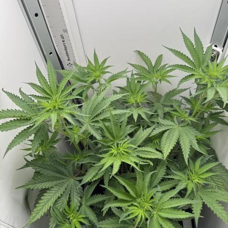 Jelly Donutz by Humboldt Seed Co.