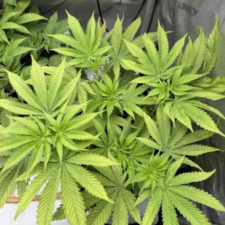 Iced Up Cherries by Square One Genetics