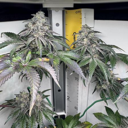High Society by Compound Genetics