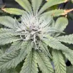 Cookie Casket by Barney's Farm