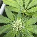 Cookie Casket by Barney's Farm