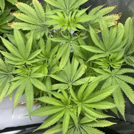 Iced Up Cherries by Square One Genetics