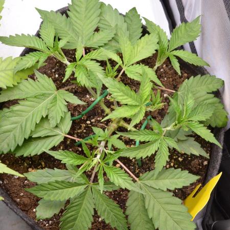 Cookie Casket by Barney's Farm