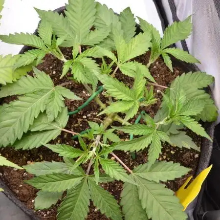 Cookie Casket by Barney's Farm