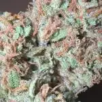 Apple Strudel (AUTO) Outdoor