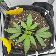 Jelly Donutz by Humboldt Seed Co.