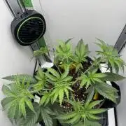 Jelly Donutz by Humboldt Seed Co.