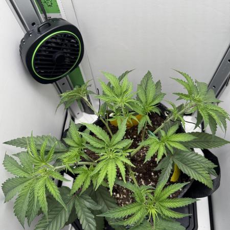 Jelly Donutz by Humboldt Seed Co.