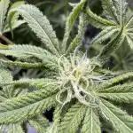 Iced Up Cherries by Square One Genetics