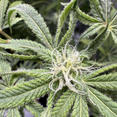 Iced Up Cherries by Square One Genetics