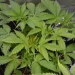 Cookie Casket by Barney's Farm
