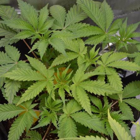 Cookie Casket by Barney's Farm