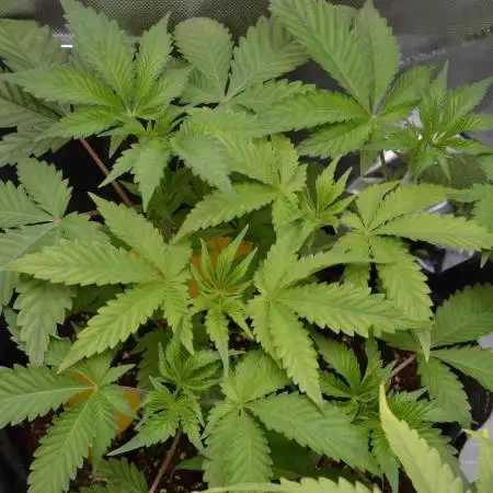 Cookie Casket by Barney's Farm