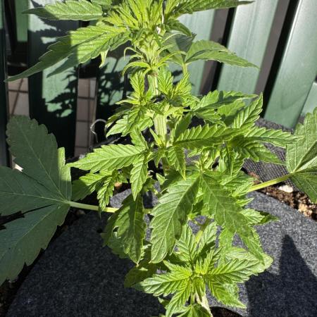 Z x Sherbanger (AUTO) Outdoor
