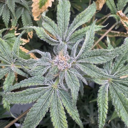 Iced Up Cherries by Square One Genetics