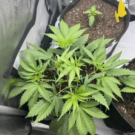 Iced Up Cherries by Square One Genetics