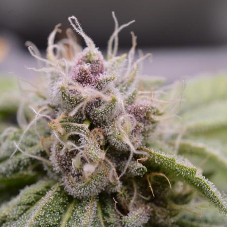 Cookie Casket by Barney's Farm