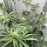 Jelly Donutz by Humboldt Seed Co.