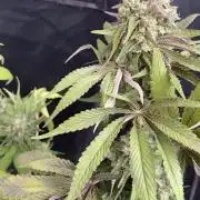 Coco-Mambo42 HUGE