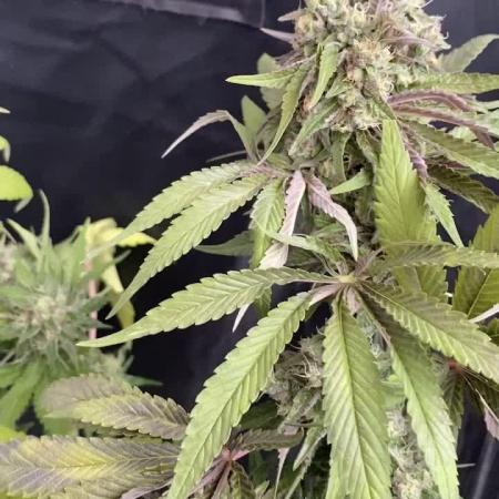 Coco-Mambo42 HUGE