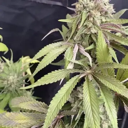 Coco-Mambo42 HUGE