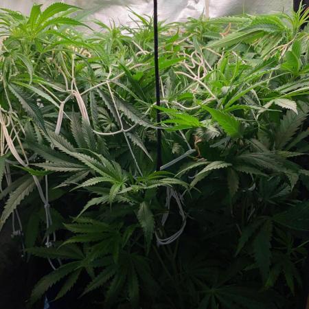 Durban Poizon Indoor