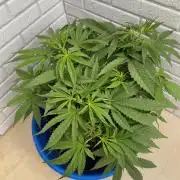 Durban Poizon Indoor