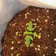 First GoldenSands Indoor rep