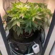 IZI Sour Blues Test seeds