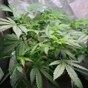 IZI AK47 Fem Indoor