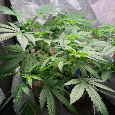IZI AK47 Fem Indoor