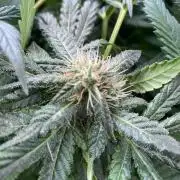 IZI Sour Blues Test seeds