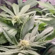 IZI Sour Blues Test seeds