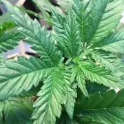 IZI Sour Blues Test seeds