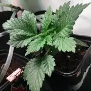IZI Sour Blues Test seeds