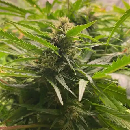 Durban Poizon Indoor