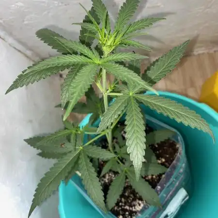 Strawberry Pie Auto FB