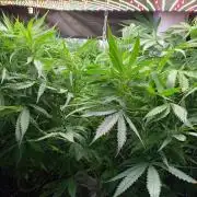 Durban Poizon Indoor