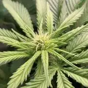 IZI Sour Blues Test seeds