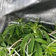 Durban Poizon Indoor