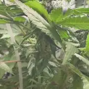 IZI AK47 Fem Indoor