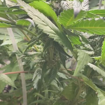 IZI AK47 Fem Indoor