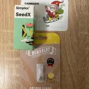 First GoldenSands Indoor rep