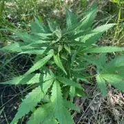 SweetSeeds x Simplex giwevay in Outdoor