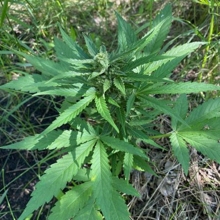 SweetSeeds x Simplex giwevay in Outdoor