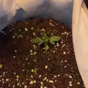 First GoldenSands Indoor rep