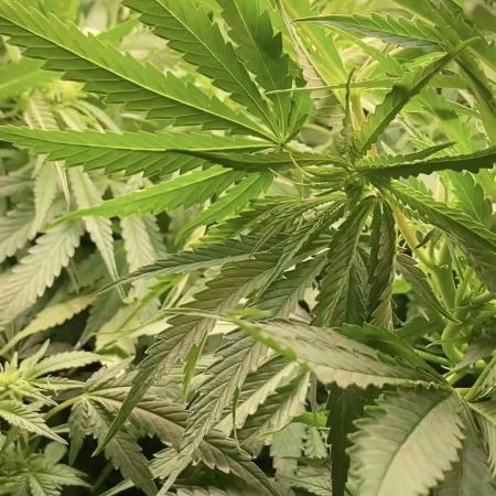 Durban Poizon Indoor