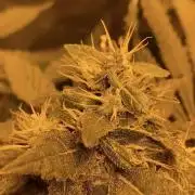 IZI Sour Blues Test seeds