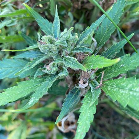 SweetSeeds x Simplex giwevay in Outdoor