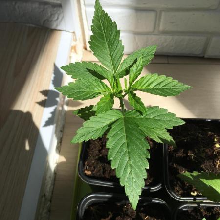 Sweet Seeds x Simplex germination test